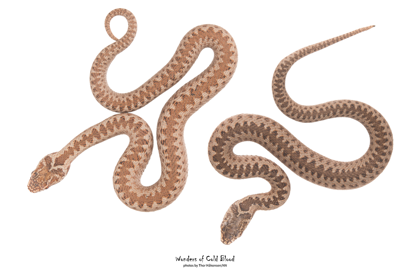 To brunspraglete slanger med mønster i sikk-sakk liggende på hvit bakgrunn